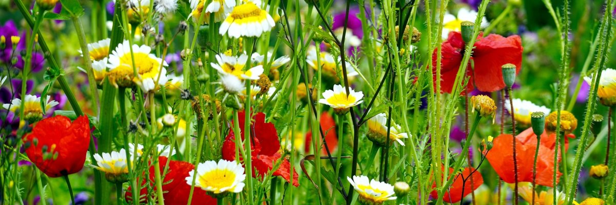 Bunte Blumenwiese